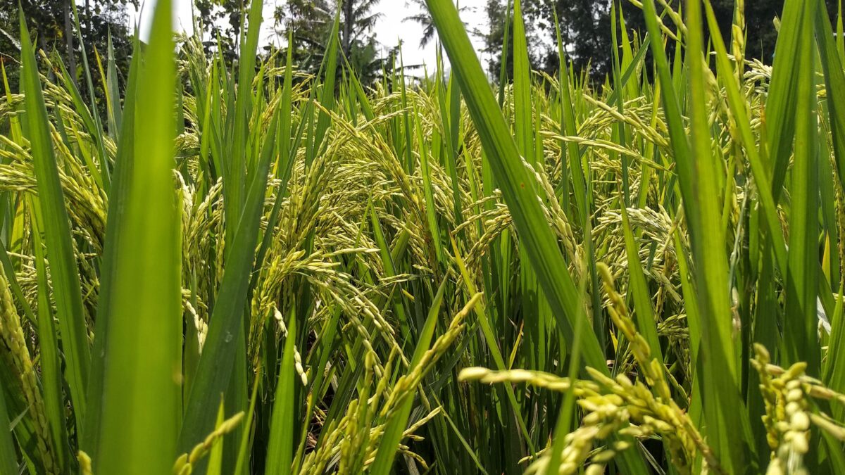 Indonesia has surplus food ahead of Ramadan, Eid al-Fitr: Ministry