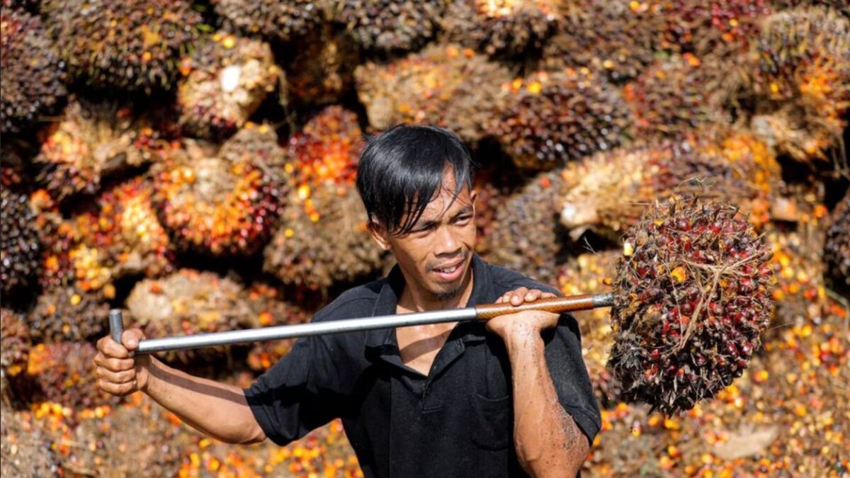 Indonesia, Malaysia to visit Brussels over concern about EU deforestation law